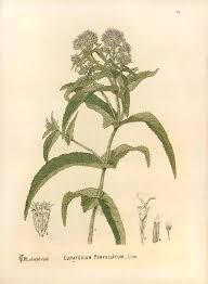 This is from virginnia plant soc\ they not only have photos but also on the same page bw line drawing showing the flower details. Https Digitalcommons Unl Edu Cgi Viewcontent Cgi Article 1026 Context Zeabook