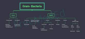 Gram Bacteria Flow Chart Microbiology Study Medical Laboratory Science Microbiology