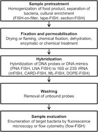 32 timeless microbe size chart