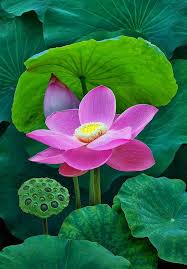 Flor De Loto Lotus Flower Lotus Flower Wallpaper Lotus Flower Pictures Lotus Flower Art