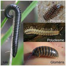 Comment se débarrasser des iules. Les Mille Pattes Diplopodes Iules Et Glomeris