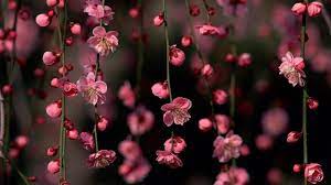 Lock screen wallpaper iphone wallpaper samsung galaxy mini flower wallpaper hd images plant decor best flower wallpaper 1440x2560 wallpaper floral wallpaper iphone iphone wallpaper. 37 Spring Flower Hd Wallpapers Wallpaperboat