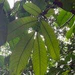 Image result for Gilbertiodendron dewevrei