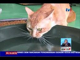 Btol ke gps dye.x jmpe pown. pusat jagaan kucing terbiar. Laporan Khas Rumah Perlindungan Kucing Sollu Shelter 4 Okt 2016 Youtube