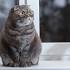 Scottish Fold Cat Breed Information, Pictures ...
