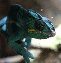 We did not find results for: Chameleon Gifs Get The Best Gif On Gifer