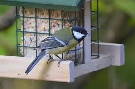 Image result for Kohlmeise vogelhouse