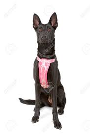 Moreover, these dogs have a well muscular body and always alert to handle the situation. Black Belgian Shepherd Dog Malinois On A White Background Stock Photo Picture And Royalty Free Image Image 7107952