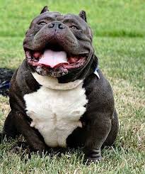 Pin On K9love