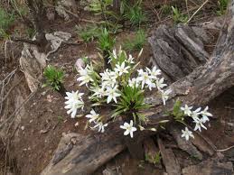 Image result for Xerophyta equisetoides