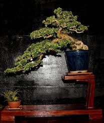 Lihat ide lainnya tentang bonsai, pohon bonsai, tanaman. Inspirasi Gambar Bonsai Pohon Wareng
