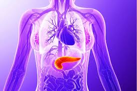 Image result for pancreas)