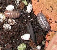 If you want to further deter gnats from laying eggs, try topping your soil with gravel. The Harmless Houseplant Hitchhikers News