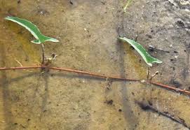 Image result for Ipomoea prismatosyphon