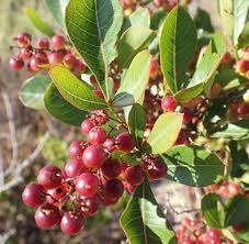 Image result for Searsia rehmanniana