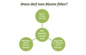 Darf ich es als besitzer? Baum Fallen Verkehrssicherungspflicht Alle Infos 2016