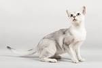 Burmilla Cats | Burmilla Cat Breed Info & Pictures | PetMD