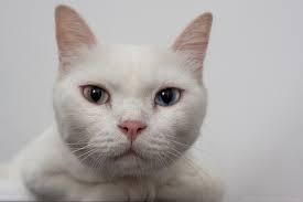 My Khao Manee Cat by Michael LaPalme, via Flickr