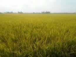 Padi ditanam di dalam petak sawah. Sawah Padi Sabak Bernam Selangor Tao Guan Eco Farm Facebook