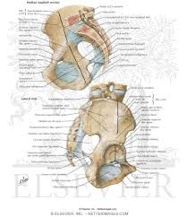 The pelvis (plural pelves or pelvises) is either the lower part of the trunk of the human body between the abdomen and the thighs (sometimes also called pelvic region of the trunk) or the skeleton embedded in it (sometimes also called bony pelvis, or pelvic skeleton). Bones And Ligaments Of Pelvis