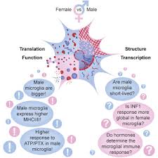 Kredit umožní i stahování neomezenou rychlostí. Transcriptional And Translational Differences Of Microglia From Male And Female Brains Cell Reports X Mol