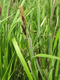 Image result for Carex steudneri