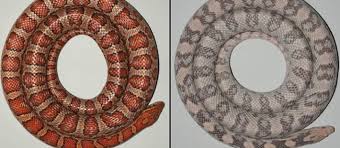 How and when did old world ratsnakes disperse into the new world? Snakes Reveal The Origin Of Skin Colours Eurekalert Science News