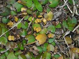 Image result for Centella glabrata