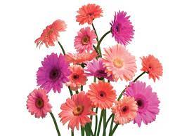 My Favorite Flowers Gerbera Daisies Gerbera Daisy Gerbera Flower Gerbera