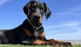 Doberman Guide | Exercise Needs | Stories & Tips | BorrowMyDoggy