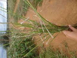 Image result for Enteropogon prieurii