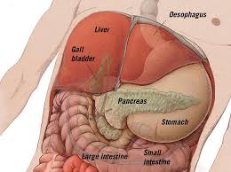 The liver has many functions. Liver Q Files Search Read Discover