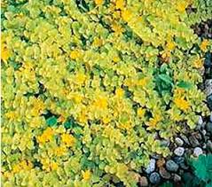The ideal way to go is to plant some low maintenance. Ground Cover Solutions P Allen Smith