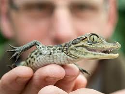 Schluck auf :) aber ich geb dir recht, man fühlt sich ein bisschen wie das keokodil von peter pan :d. Baby Krokodile Konnen Schon Zwicken Berlin De