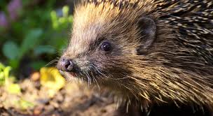 Was tun gegen ungebetene gäste? Igel Im Garten Was Ist Zu Tun