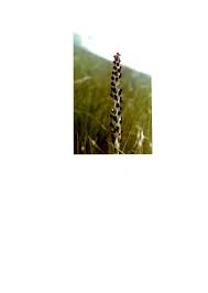 Image result for Corycium dracomontanum