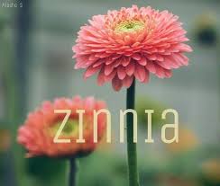 Pronunciation of zinnia with 4 audio pronunciations, 4 synonyms, 1 meaning, 9 translations, 14 sentences and more for zinnia. Zinnia German Flower Named After Botanist Johann Gottfried Zinn Flower Signifies Remembrance Flower Name Zinnias Baby Names