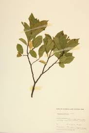 Image result for Rhamnaceae