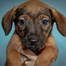 German shepherd rescue new south wales is a volunteer rescue organisation based in new south wales and provides homes for abandoned, surrendered and rescue dogs from animal shelters. Safe Haven Puppy Rescue Home Facebook