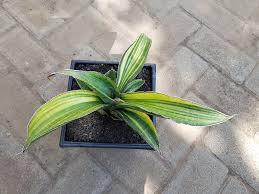 Image result for Sansevieria sinus-simiorum