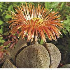 Pleiospilos Nelii L25724 Lowes Com Mimicry Plant Plants Succulents