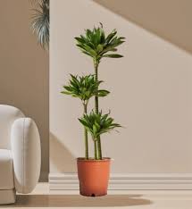 Image result for Dracaena fragrans