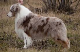 Talantlivyj Ohrannik Www Moizoomir Ru Australian Shepherd Aussie Dogs Dog Life
