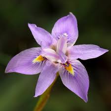 Image result for Moraea natalensis