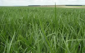 Image result for Urochloa brizantha