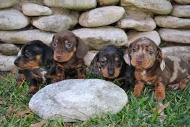 San antonio, corpus christi, and austin, texas are also very close by. Dapple Dachshund Puppies Picture Texas Dog Breeders Guide