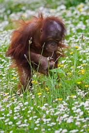 A Baby Orangutan In A Field Of Buttercups And Daisies What Is Better Baby Animals Baby Orangutan Orangutan
