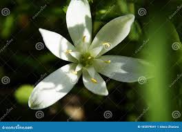 Image result for Hyacinthaceae