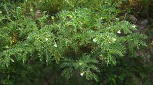 Image result for Cicer