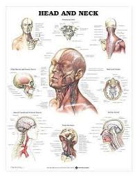 Head And Neck Anatomical Chart Heavy Paper 10 00 Picclick